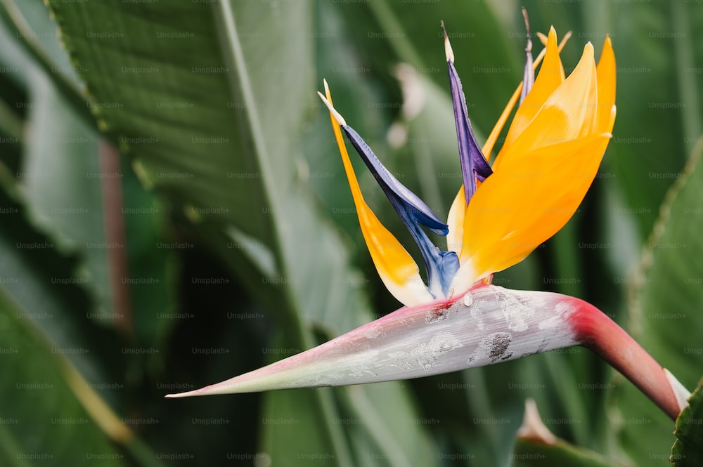 bird of paradise landscaping ideas