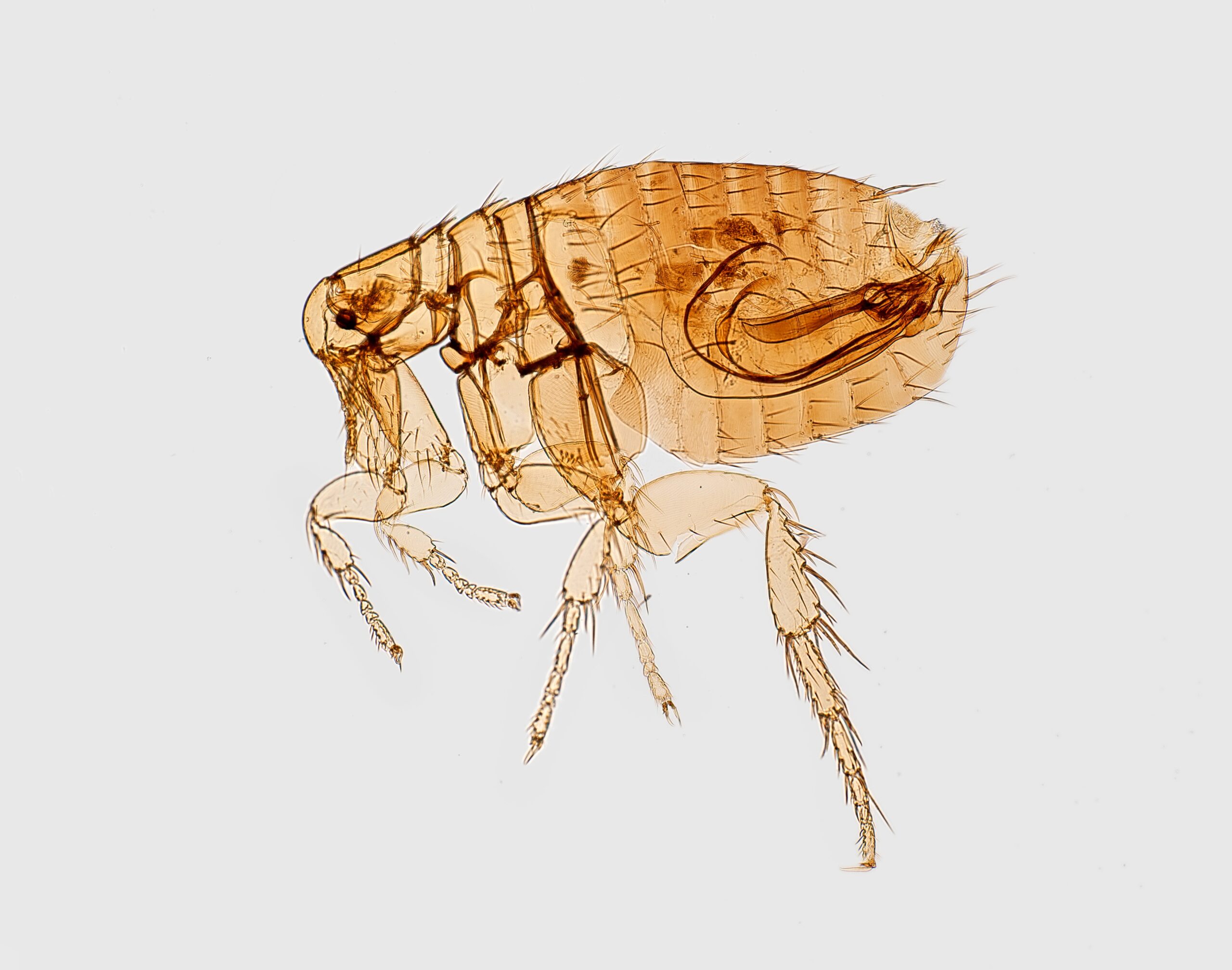 How to Get Rid of Fleas in Your Basement